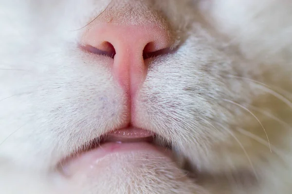 Nose Mouth White Adult Cat — Stock Photo, Image