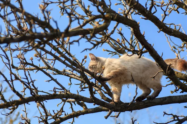 Petit Chaton Blanc Est Assis Haut Sur Une Branche Arbre — Photo
