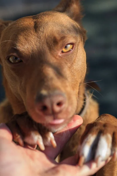 a cunning red dog gives a paw to get a delicious first-person food POV