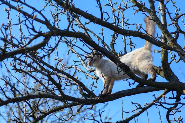 Gatito Blanco Sienta Alto Una Rama Árbol Arrastrándose Perro Asustado —  Fotos de Stock