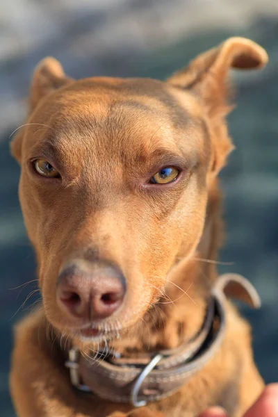 Listig Röd Hund Ger Tass För Att Läcker Förstapersonsmat Pov — Stockfoto