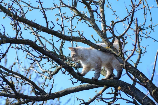 Gatinho Branco Senta Alto Galho Árvore Rastejando Cachorro Assustado Miados — Fotografia de Stock