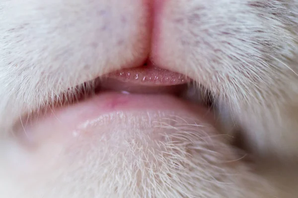 白い大人の猫の鼻と口 — ストック写真