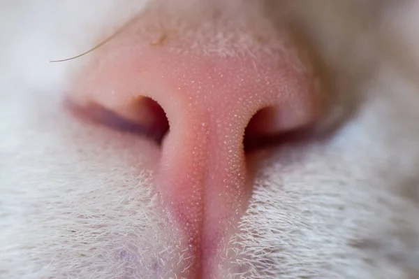 Nose Mouth White Adult Cat — Stock Photo, Image