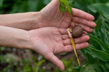 Ceviz filizli kök ve çatlaktan filizlenir. Bahçeye ceviz ağacı dikiyorum. Bahçıvan tohum ekiyor..