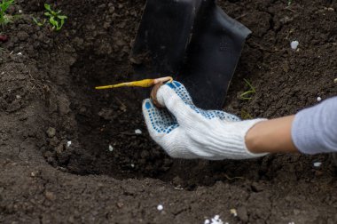 Ceviz filizli kök ve çatlaktan filizlenir. Bahçeye ceviz ağacı dikiyorum. Bahçıvan tohum ekiyor..
