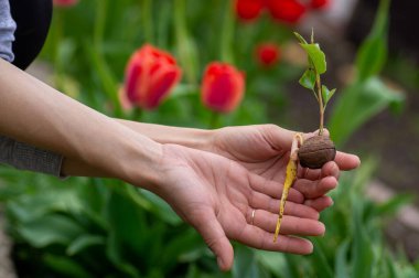 Ceviz filizli kök ve çatlaktan filizlenir. Bahçeye ceviz ağacı dikiyorum. Bahçıvan tohum ekiyor..