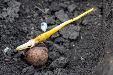 Ceviz filizli kök ve çatlaktan filizlenir. Bahçeye ceviz ağacı dikiyorum. Bahçıvan tohum ekiyor..