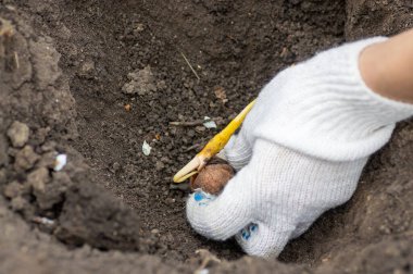 Ceviz filizli kök ve çatlaktan filizlenir. Bahçeye ceviz ağacı dikiyorum. Bahçıvan tohum ekiyor..