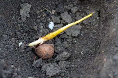 Ceviz filizli kök ve çatlaktan filizlenir. Bahçeye ceviz ağacı dikiyorum. Bahçıvan tohum ekiyor..