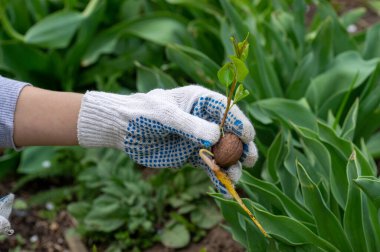 Ceviz filizli kök ve çatlaktan filizlenir. Bahçeye ceviz ağacı dikiyorum. Bahçıvan tohum ekiyor..