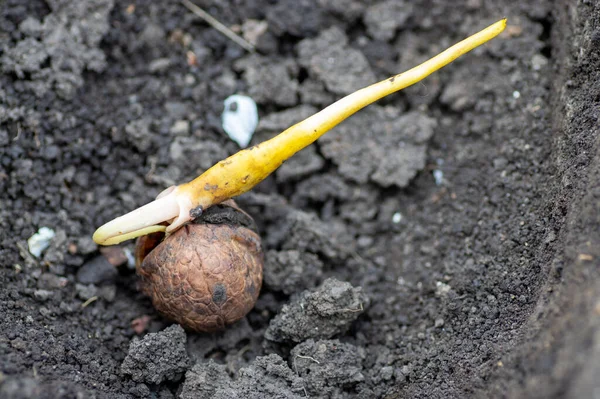 Walnoot Ontsproot Wortel Ontkiemen Door Een Scheur Een Notenboom Planten — Stockfoto