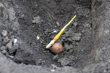 Ceviz filizli kök ve çatlaktan filizlenir. Bahçeye ceviz ağacı dikiyorum. Bahçıvan tohum ekiyor..