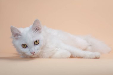 Yumuşak beyaz kürkü ve sarı büyük gözleri olan güzel bir kedi.