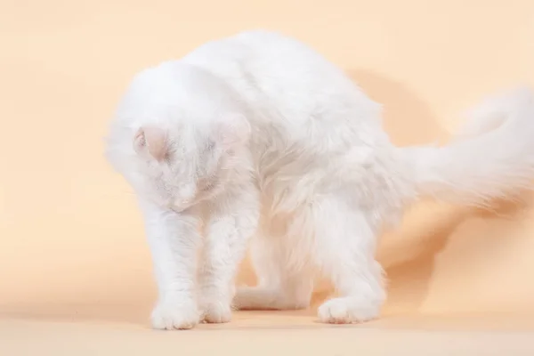 Кошка Пушистым Белым Чистым Мехом Желтыми Большими Глазами — стоковое фото