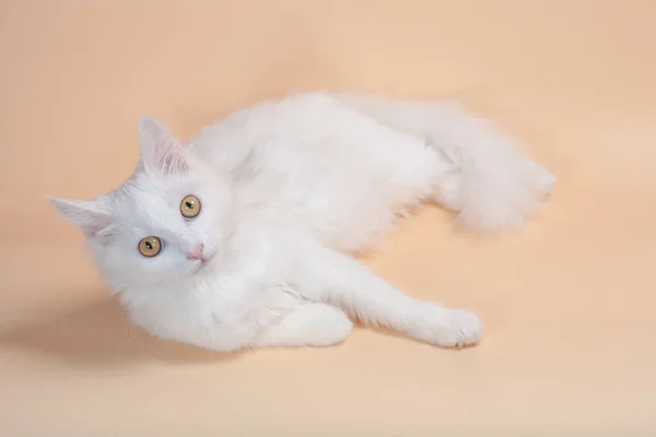 Hermoso Gato Con Esponjoso Blanco Puro Color Piel Amarillo Ojos — Foto de Stock