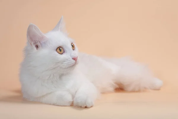 Mooie Kat Met Pluizige Witte Zuivere Kleur Vacht Gele Grote — Stockfoto