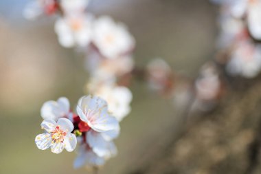 Çiçek açan kayısı makrosu dalları hafif açık mavi gökyüzü arka planına odaklanmış. Paskalya ve bahar tebrik kartları için doğanın soyut arkaplan çiçekli güzel bahar kartları