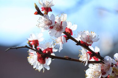 Çiçek açan kayısı makrosu dalları hafif açık mavi gökyüzü arka planına odaklanmış. Paskalya ve bahar tebrik kartları için doğanın soyut arkaplan çiçekli güzel bahar kartları