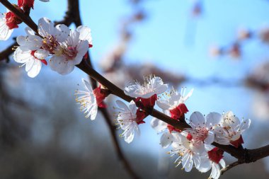 Çiçek açan kayısı makrosu dalları hafif açık mavi gökyüzü arka planına odaklanmış. Paskalya ve bahar tebrik kartları için doğanın soyut arkaplan çiçekli güzel bahar kartları