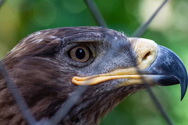 Adult golden eagle bird in a cage. Dangerous bird is a predator with a large beak behind bars. Golden eagle is the largest representative of the entire hawk family, a strong and large eagle