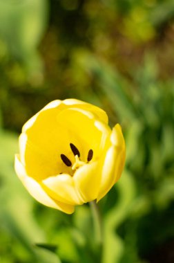 Renkli lale grubu. Baharın başında bahçede açan gerçek kırmızı laleler. Güneş ışığıyla aydınlatılıyor. Yumuşak seçici odak, lale yakın, tonlama. Parlak renkli lale fotoğrafı arkaplanı