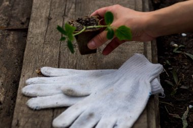 Bahçıvan toprağa salatalık tohumları ekti. Saksıda yetişen küçük salatalık bitkileri. Bahçende organik yiyecekler yetiştiriyorsun..