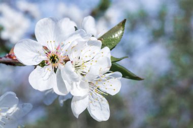 Çiçek açan kayısı makrosu dalları hafif açık mavi gökyüzü arka planına odaklanmış. Paskalya ve bahar tebrik kartları için doğanın soyut arkaplan çiçekli güzel bahar kartları