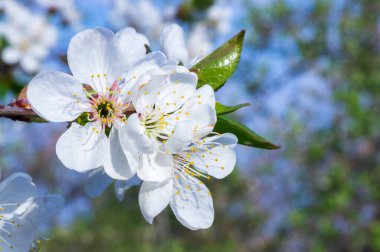 Çiçek açan kayısı makrosu dalları hafif açık mavi gökyüzü arka planına odaklanmış. Paskalya ve bahar tebrik kartları için doğanın soyut arkaplan çiçekli güzel bahar kartları