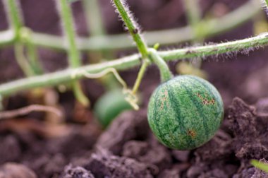 Eko çiftliğindeki tarlada yetişen organik karpuz. Çiftçinin elinde büyüyen küçük yeşil çizgili karpuz. Bahçedeki ilkbaharda karpuzun meyvesini bağlıyorum.
