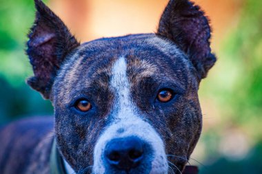 Kocaman dişleri olan kötü bir bekçi köpeğinin ağzı. Bir bekçi köpeğinin açık çenesi. Rottweiler evi koruyor..
