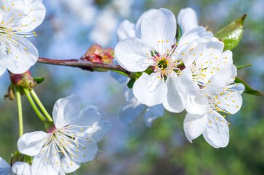 Çiçek açan kayısı makrosu dalları hafif açık mavi gökyüzü arka planına odaklanmış. Paskalya ve bahar tebrik kartları için doğanın soyut arkaplan çiçekli güzel bahar kartları