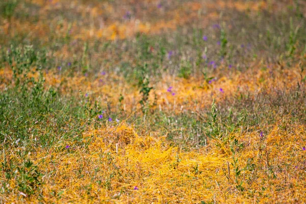 Dodder Genus Cuscuta Паразит Завернутый Желтыми Нитями Стебли Культур Растений — стоковое фото