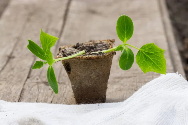 Jardineiro Plantou Mudas Pepinos Chão Pequenas Plantas Pepinos Cultivadas Vasos — Fotografia de Stock