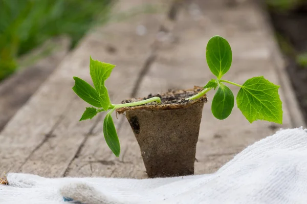 Jardineiro Plantou Mudas Pepinos Chão Pequenas Plantas Pepinos Cultivadas Vasos — Fotografia de Stock