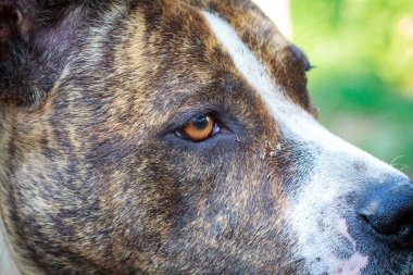 Kocaman dişleri olan kötü bir bekçi köpeğinin ağzı. Bir bekçi köpeğinin açık çenesi. Rottweiler evi koruyor..