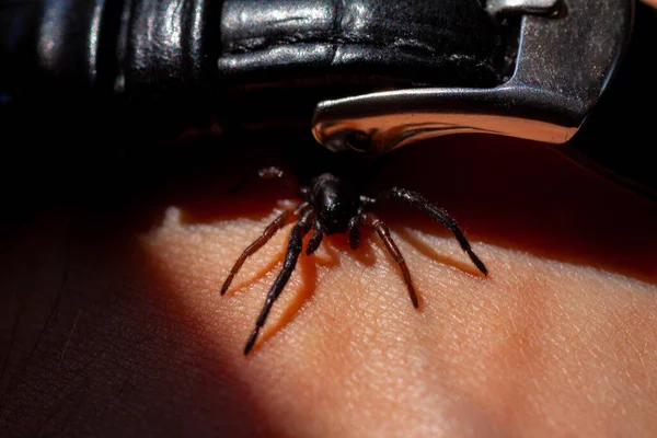 A small poisonous spider on the arm — Stock Photo, Image