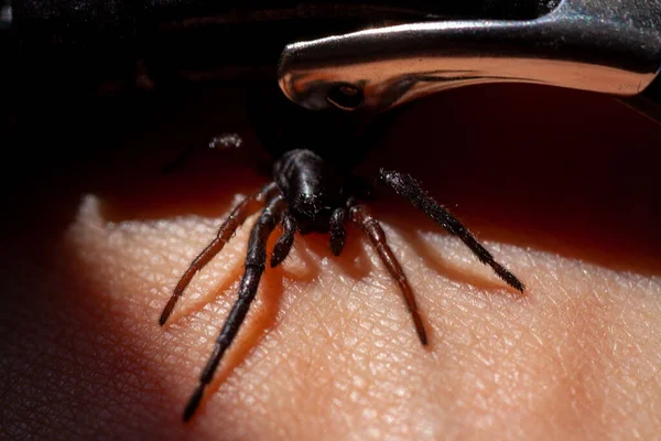 A small poisonous spider on the arm — Stock Photo, Image