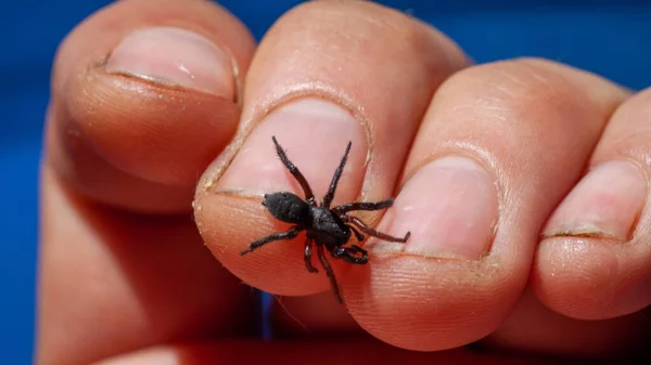 A small poisonous spider on the arm — Stock Photo, Image