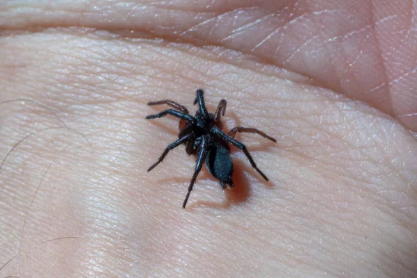 Mały jadowity pająk na ramieniu — Zdjęcie stockowe