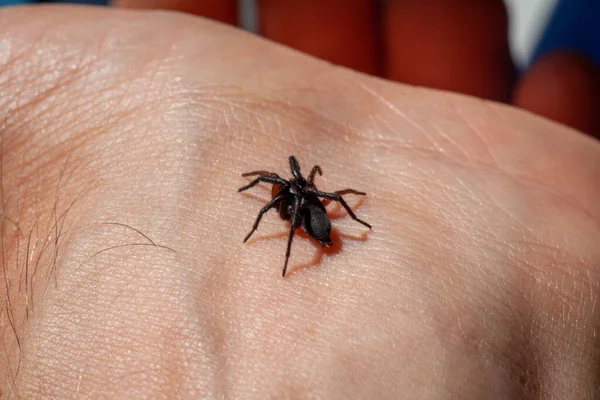 Маленький ядовитый паук на руке — стоковое фото