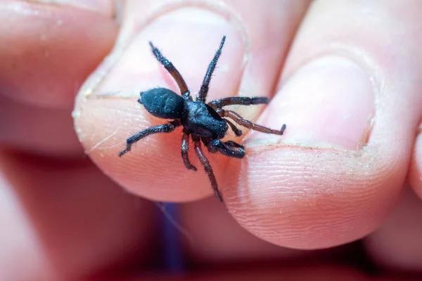 Una pequeña araña venenosa en el brazo —  Fotos de Stock