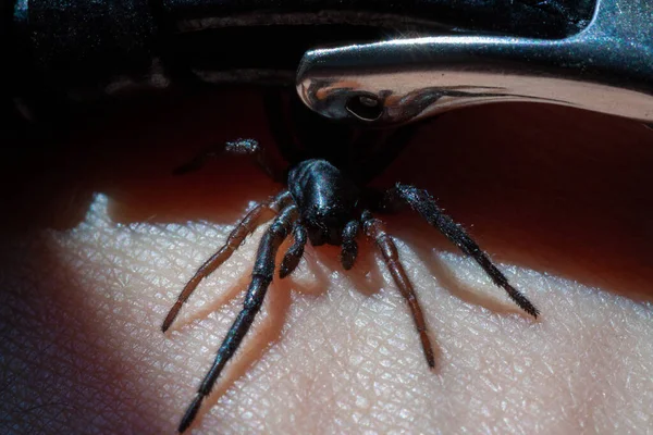 A small poisonous spider on the arm — Stock Photo, Image