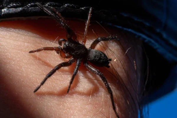 Маленький ядовитый паук на руке — стоковое фото