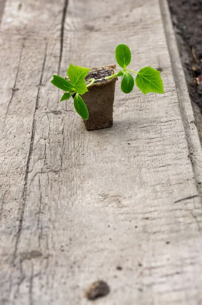 Jardineiro Plantou Mudas Pepinos Chão Pequenas Plantas Pepinos Cultivadas Vasos — Fotografia de Stock