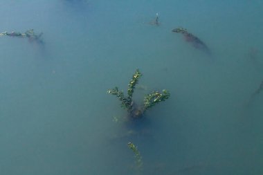 Suyun içindeki su yosunları güneş ışınlarının dev bitkileri delip geçtiğini gösteriyor..