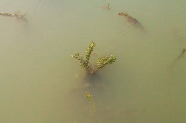 Suyun içindeki su yosunları güneş ışınlarının dev bitkileri delip geçtiğini gösteriyor..