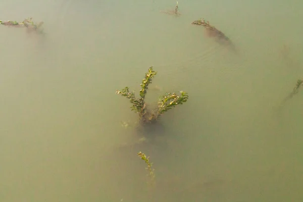 Gyönyörű Víz Alatti Hínár Erdő Vízben Mutatja Napsugarak Áthatoló Óriás — Stock Fotó