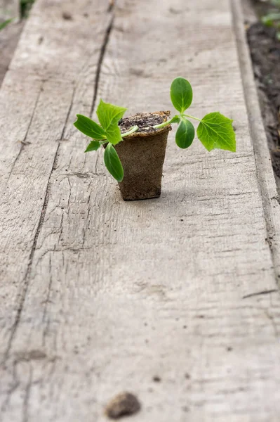 Jardineiro Plantou Mudas Pepinos Chão Pequenas Plantas Pepinos Cultivadas Vasos — Fotografia de Stock