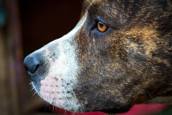 Museau Grand Chien Garde Maléfique Avec Grandes Dents Gros Plan — Photo